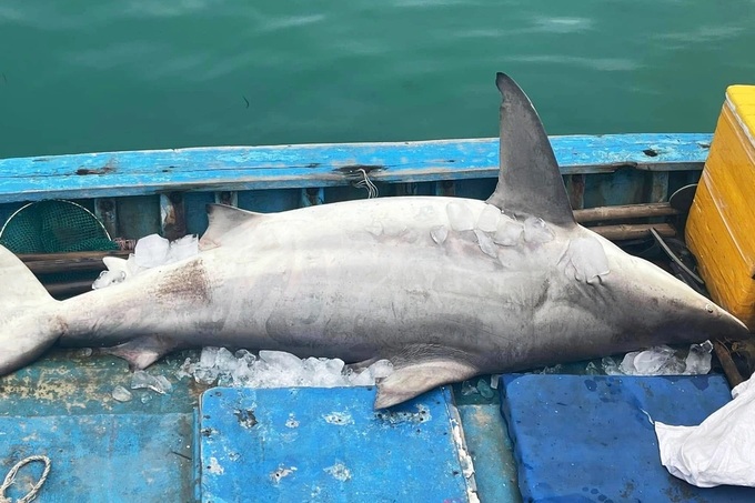 Ly Son fisherman catches 200-kilo milk shark - 1