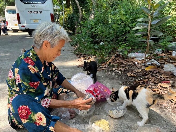 Elderly woman feeds stray cats in HCM City - 4