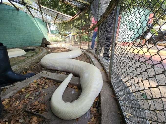 Soc Trang ​resident ​hands ​over ​rare 100kg ​albino ​python - 2