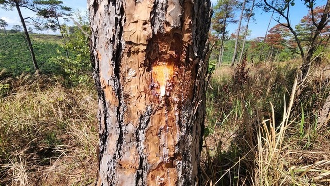 Over 170 pine trees poisoned in Lam Dong forest - 2