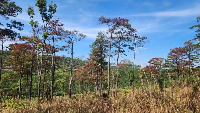 Over 170 pine trees poisoned in Lam Dong forest - 1 Over 170 pine trees poisoned in Lam Dong forest - 1