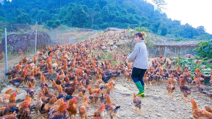 Picturesque farm brings billions in revenue to a young Muong entrepreneur - 4