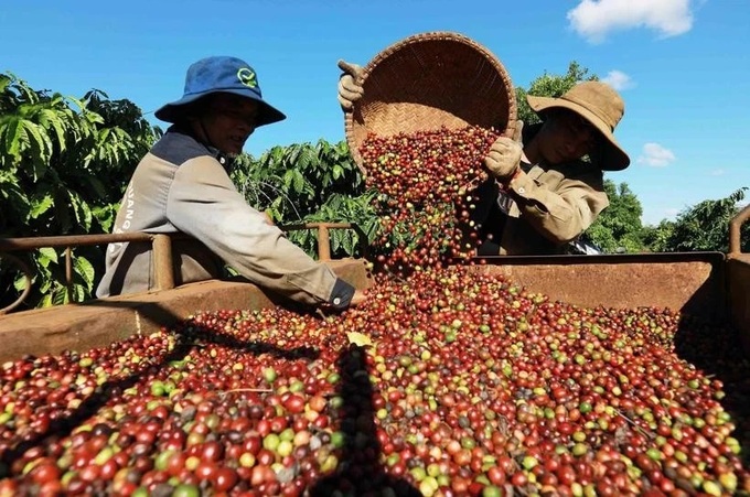 Vietnam’s coffee exports aim for 6 billion USD milestone - 1