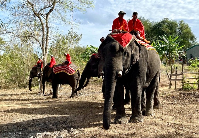 Health blessing ceremony for elephants in Dak Lak - 1