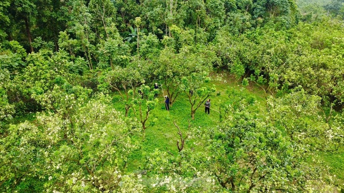 Hanoi farmers hand-pollinate Dien pomelo for higher yields - 7