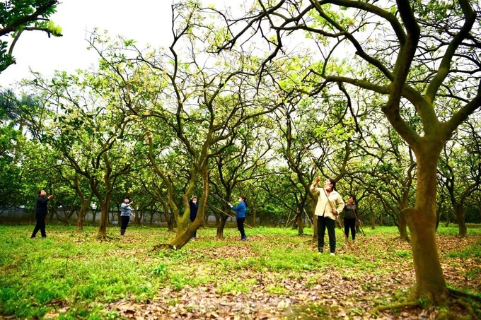 Hanoi farmers hand-pollinate Dien pomelo for higher yields - 1