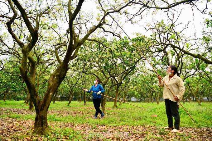 Hanoi farmers hand-pollinate Dien pomelo for higher yields - 6