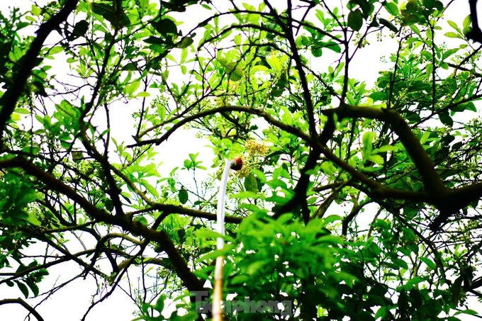 Hanoi farmers hand-pollinate Dien pomelo for higher yields - 2