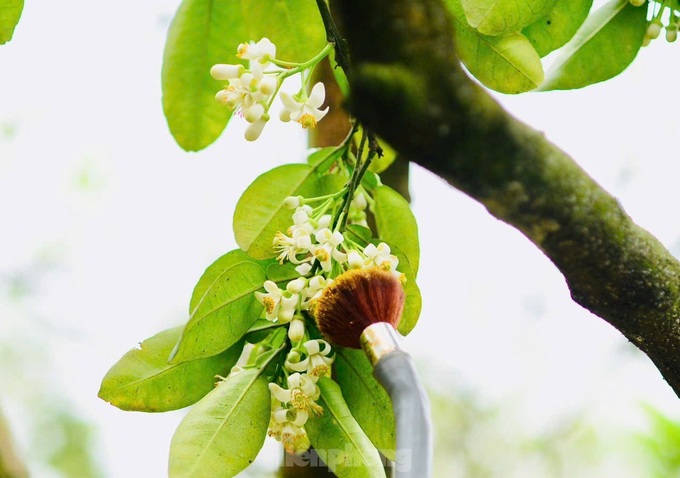 Hanoi farmers hand-pollinate Dien pomelo for higher yields - 4