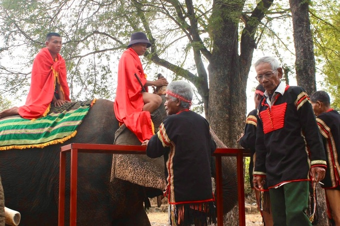 Health blessing ceremony for elephants in Dak Lak - 2