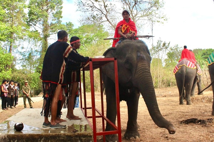 Health blessing ceremony for elephants in Dak Lak - 5