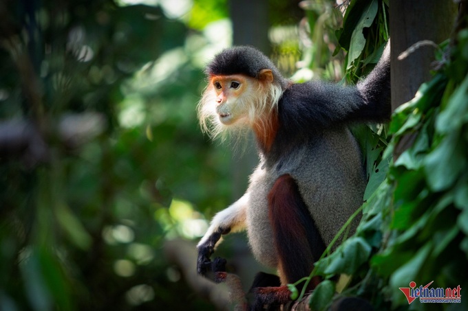 Admiring Cuc Phuong National Park's stunning red-shanked douc langurs - 1