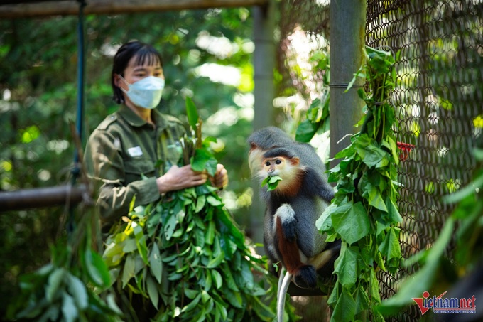 Admiring Cuc Phuong National Park's stunning red-shanked douc langurs - 2