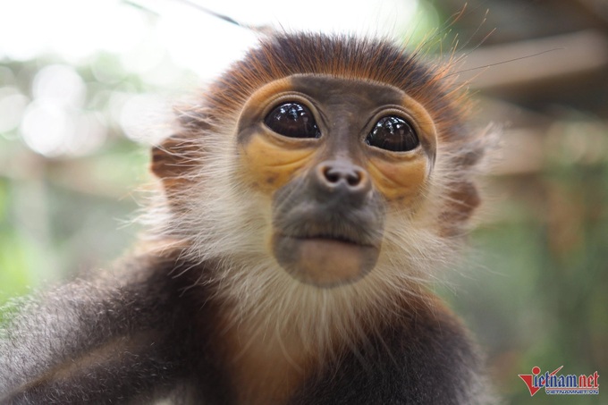 Admiring Cuc Phuong National Park's stunning red-shanked douc langurs - 8