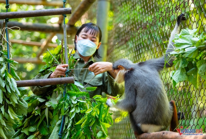 Admiring Cuc Phuong National Park's stunning red-shanked douc langurs - 5