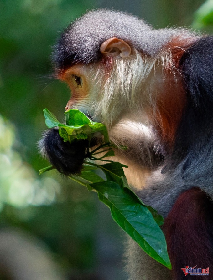 Admiring Cuc Phuong National Park's stunning red-shanked douc langurs - 3