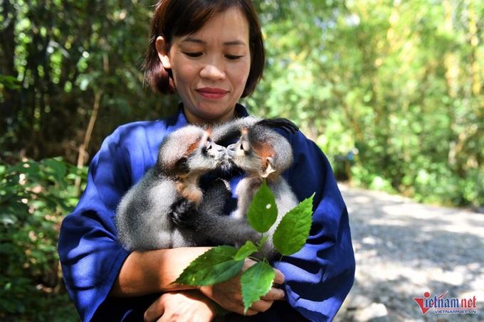 Admiring Cuc Phuong National Park's stunning red-shanked douc langurs - 9