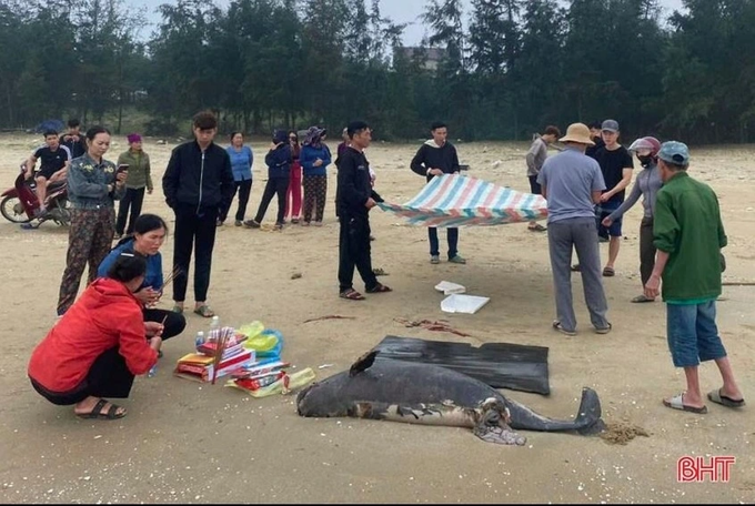 Body of 100-kg whale washes ashore in Ha Tinh - 1