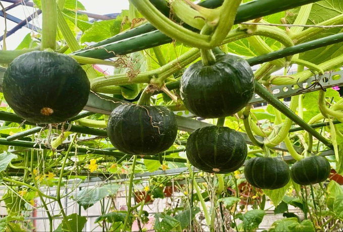 Hanoi woman's budget-friendly rooftop garden surprises visitors - 3