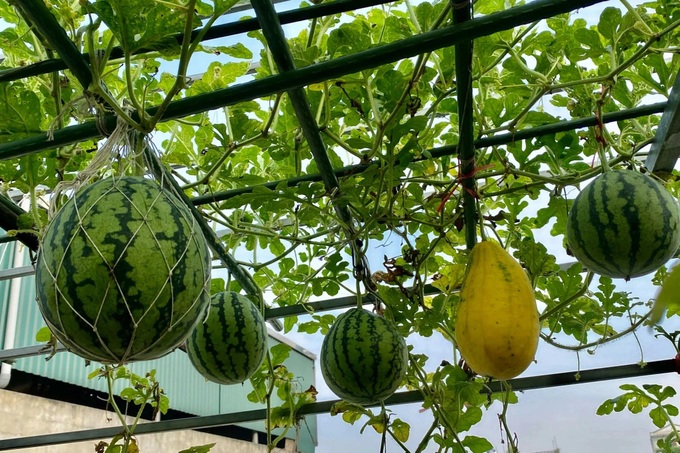 Hanoi woman's budget-friendly rooftop garden surprises visitors - 6