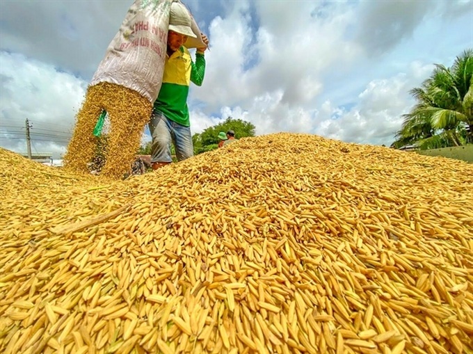 Rice exports set for rebound amid strong demand - 1