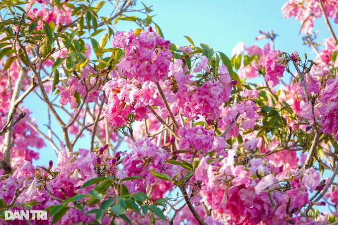 Pink trumpet flowers bloom on southwestern road - 3