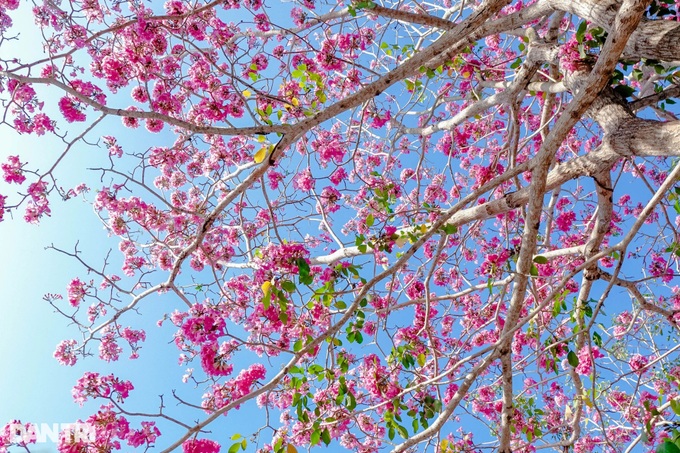 Pink trumpet flowers bloom on southwestern road - 5