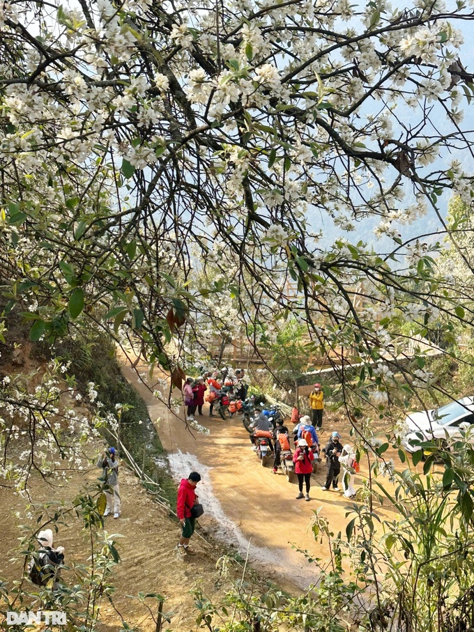 Tourists flock to H'mong Apple Flower hub - 3