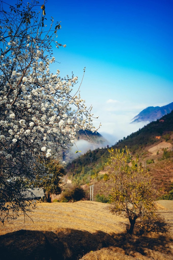 Tourists flock to H'mong Apple Flower hub - 4