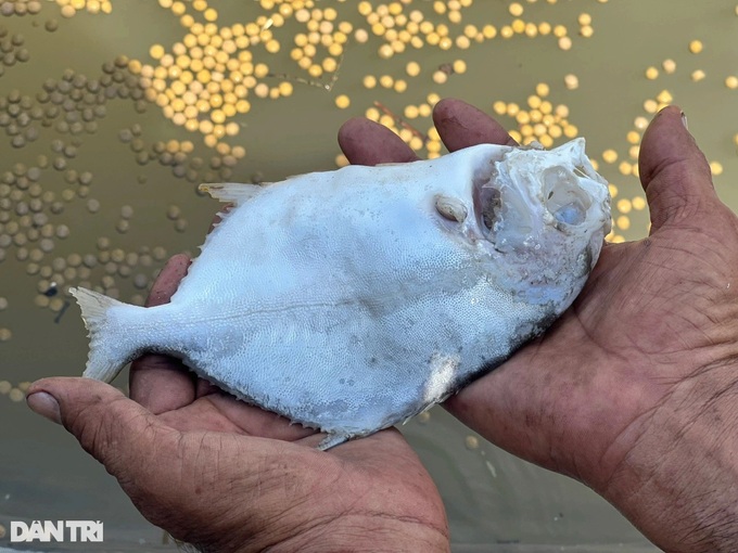 Can Gio oil spill affects many fish cages - 3 Can Gio oil spill affects many fish cages - 3