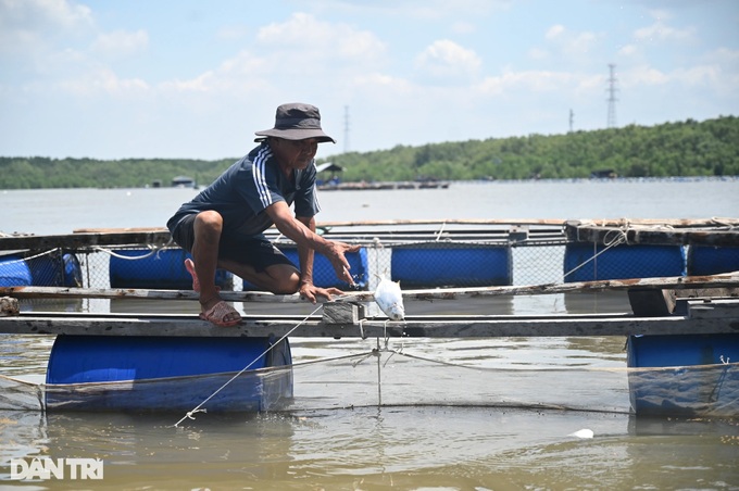Can Gio oil spill affects many fish cages - 4 Can Gio oil spill affects many fish cages - 4