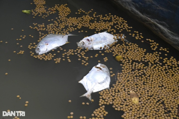 Can Gio oil spill affects many fish cages - 5 Can Gio oil spill affects many fish cages - 5