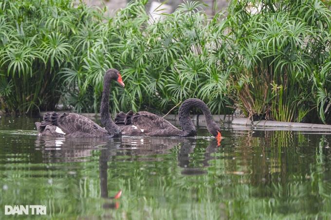 All swans at Hanoi’s Thien Quang Lake found dead - 1 All swans at Hanoi’s Thien Quang Lake found dead - 1