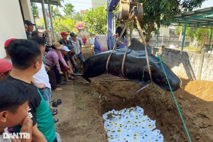 One-tonne whale found dead on Quang Ngai beach - 1 One-tonne whale found dead on Quang Ngai beach - 1