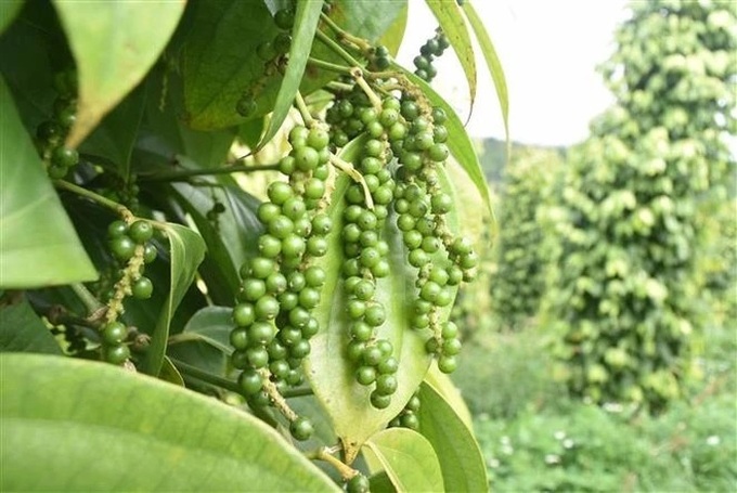 Pepper exports surge 58% in value despite lower volume - 1 Pepper exports surge 58% in value despite lower volume - 1