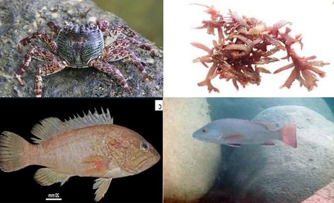 Rare species discovered in Formosa disaster's affected waters - 1 Rare species discovered in Formosa disaster's affected waters - 1
