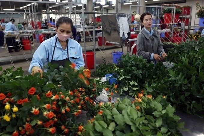 Vietnam's flower export turnover surpasses 100 million USD mark - 1 Vietnam's flower export turnover surpasses 100 million USD mark - 1