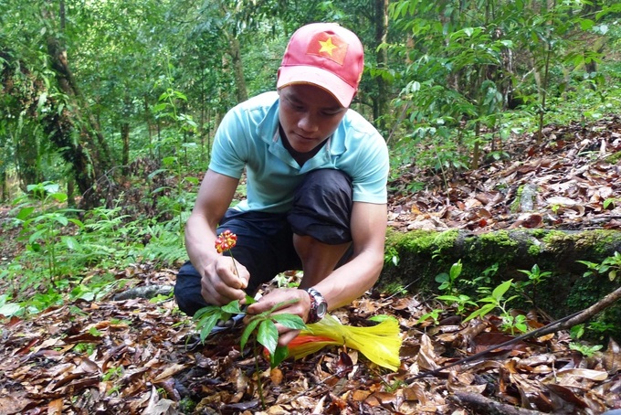 Ngoc Linh Ginseng added to National Intangible Cultural Heritage list - 1 Ngoc Linh Ginseng added to National Intangible Cultural Heritage list - 1