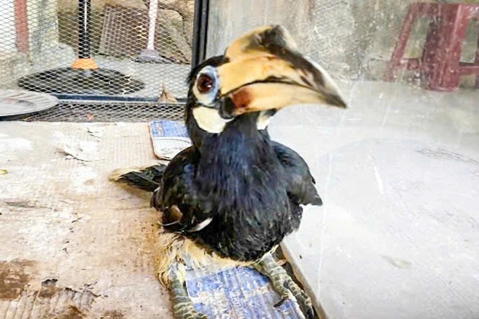 Endangered bird found in Danang resident’s garden - 1 Endangered bird found in Danang resident’s garden - 1