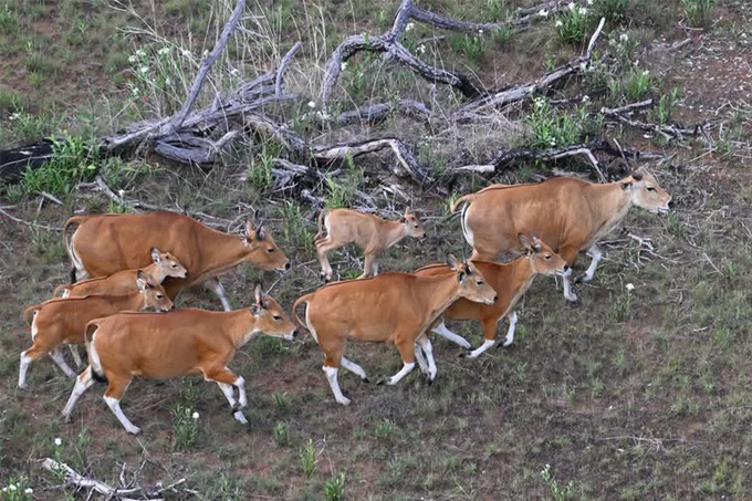Rare wild cattle herded in Cambodia by helicopter - 1 Rare wild cattle herded in Cambodia by helicopter - 1