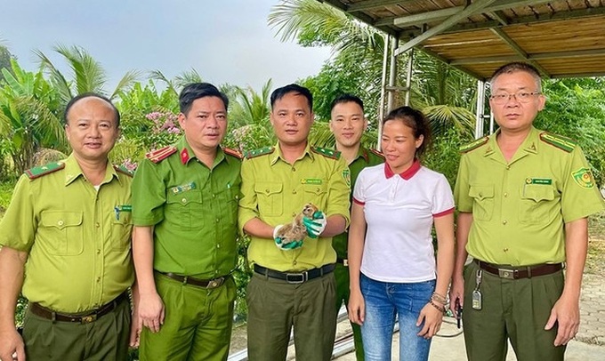 Rare pygmy loris discovered in Ha Tinh garden returned to wild - 1 Rare pygmy loris discovered in Ha Tinh garden returned to wild - 1