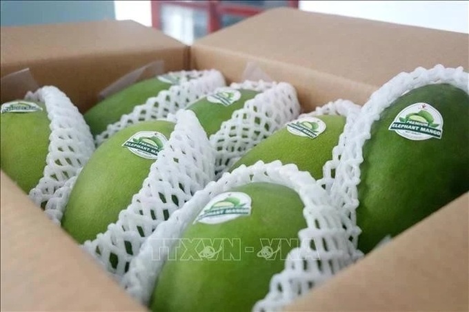 Vietnamese mangoes dominate Chinese market - 1 Vietnamese mangoes dominate Chinese market - 1