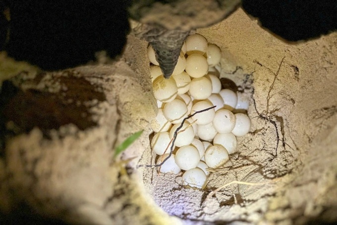 Philippines-tagged green turtle legs eggs in Con Dao - 1