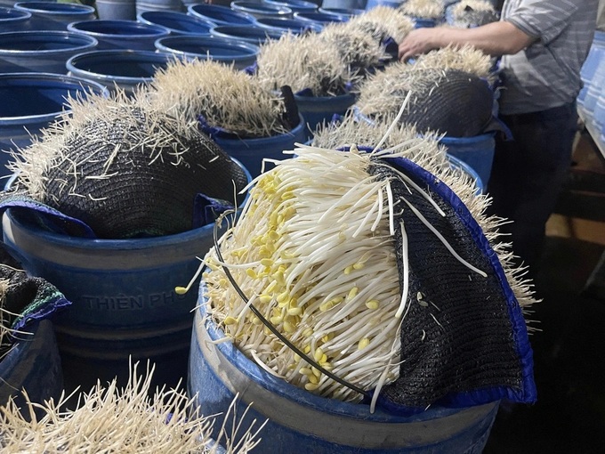 Two toxic bean sprout producers exposed in Lao Cai - 2 Two toxic bean sprout producers exposed in Lao Cai - 2