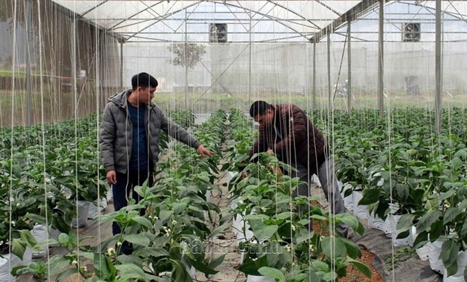 EU to send inspection delegation to VN over some agricultural exports - 1 EU to send inspection delegation to VN over some agricultural exports - 1