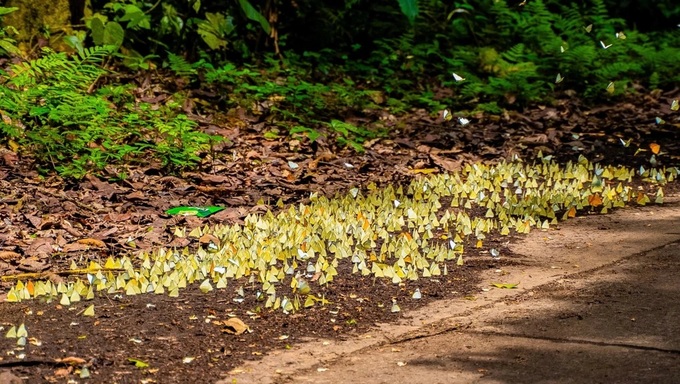 Cuc Phuong National Park glows in butterfly season - 4 Cuc Phuong National Park glows in butterfly season - 4