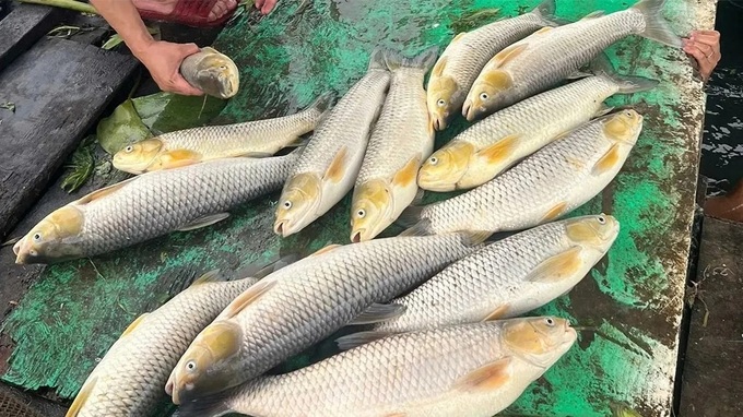 Mass fish die-off on Dong Nai River - 1 Mass fish die-off on Dong Nai River - 1