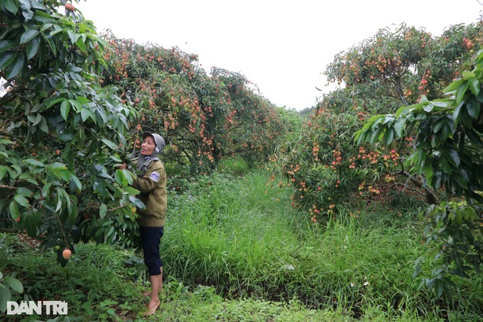 Hai Duong ships first 2025 lychee batch to Australia and Japan - 2 Hai Duong ships first 2025 lychee batch to Australia and Japan - 2
