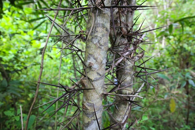 Natural fence helps to prevent elephant intrusion in Quang Nam - 2 Natural fence helps to prevent elephant intrusion in Quang Nam - 2