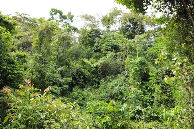 Natural fence helps to prevent elephant intrusion in Quang Nam - 1 Natural fence helps to prevent elephant intrusion in Quang Nam - 1
